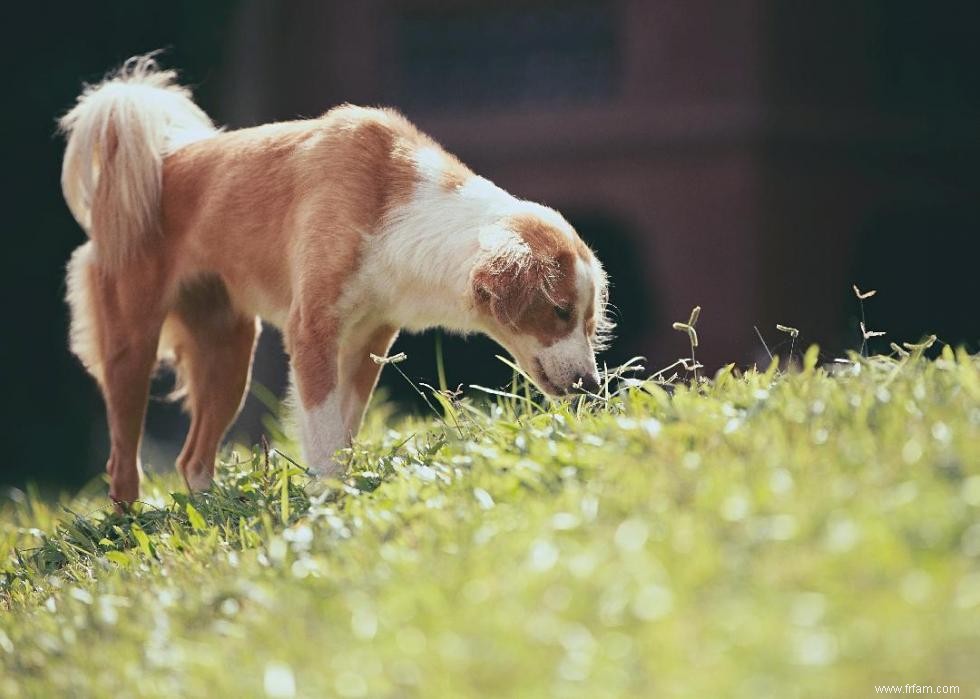 Pourquoi les chiens lèchent-ils les gens ? Et des réponses à 50 autres questions canines 