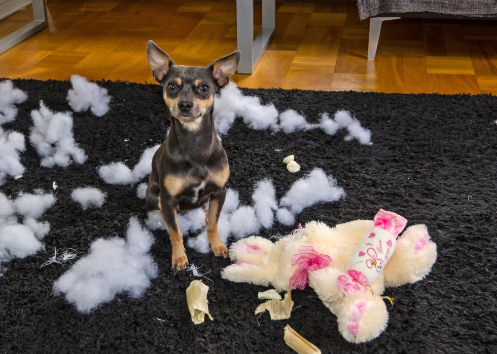 Pourquoi les chiens lèchent-ils les gens ? Et des réponses à 50 autres questions canines 