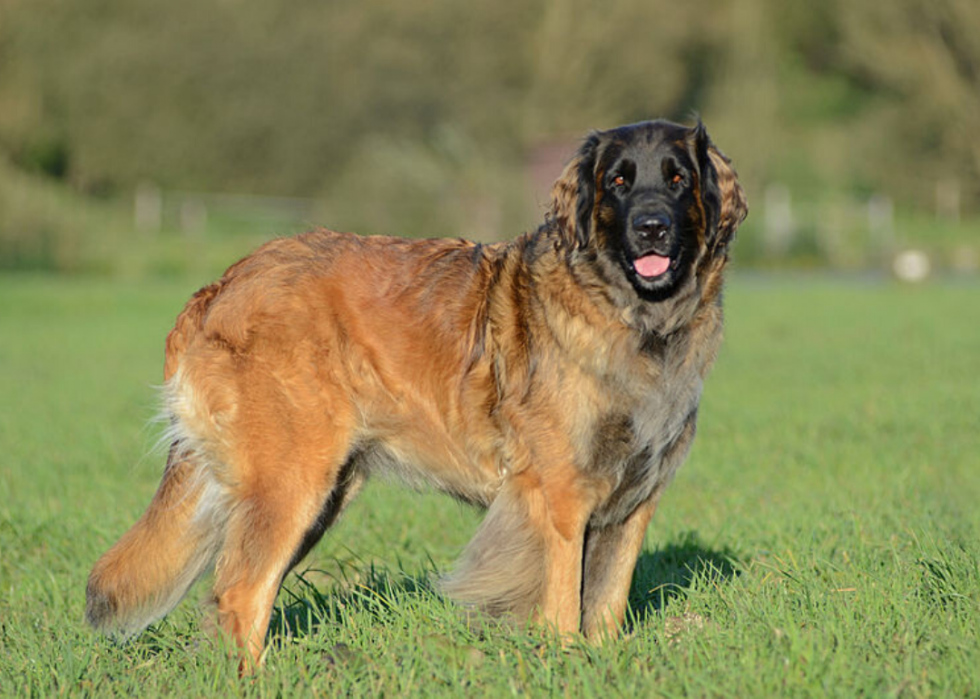 Pourquoi 25 chiens ont été élevés 