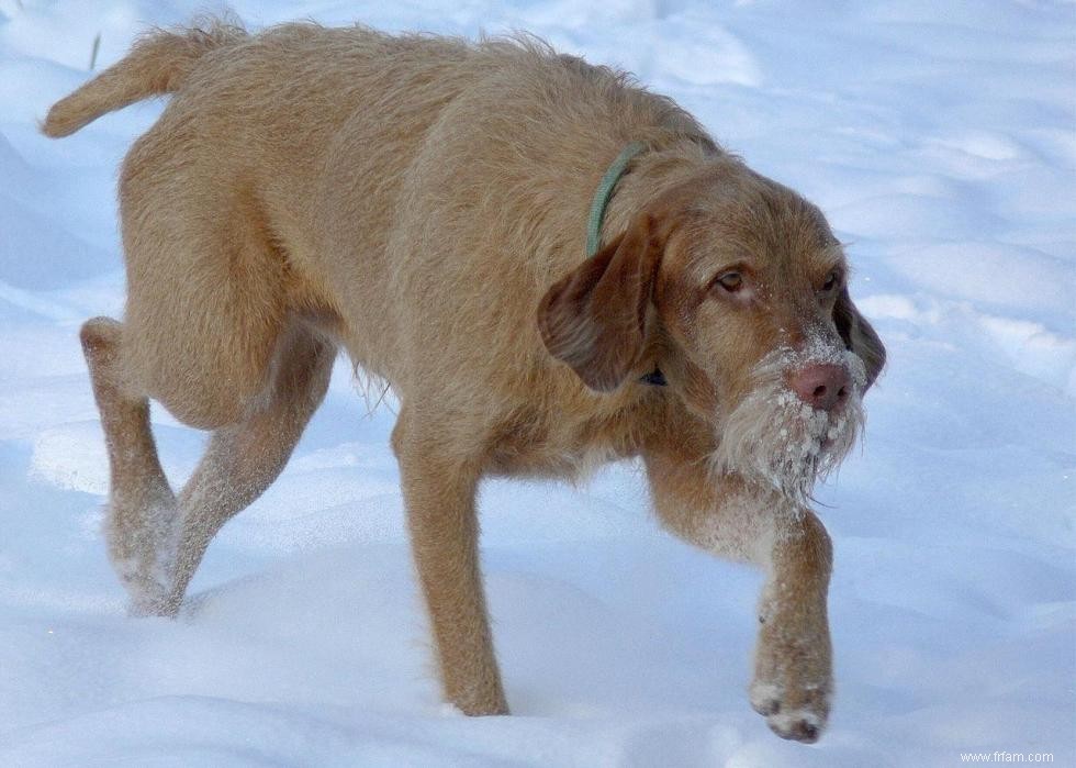 Meilleures races de chiens pour la chasse 