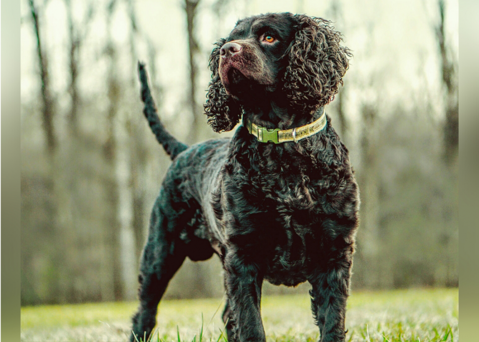 Meilleures races de chiens pour la chasse 