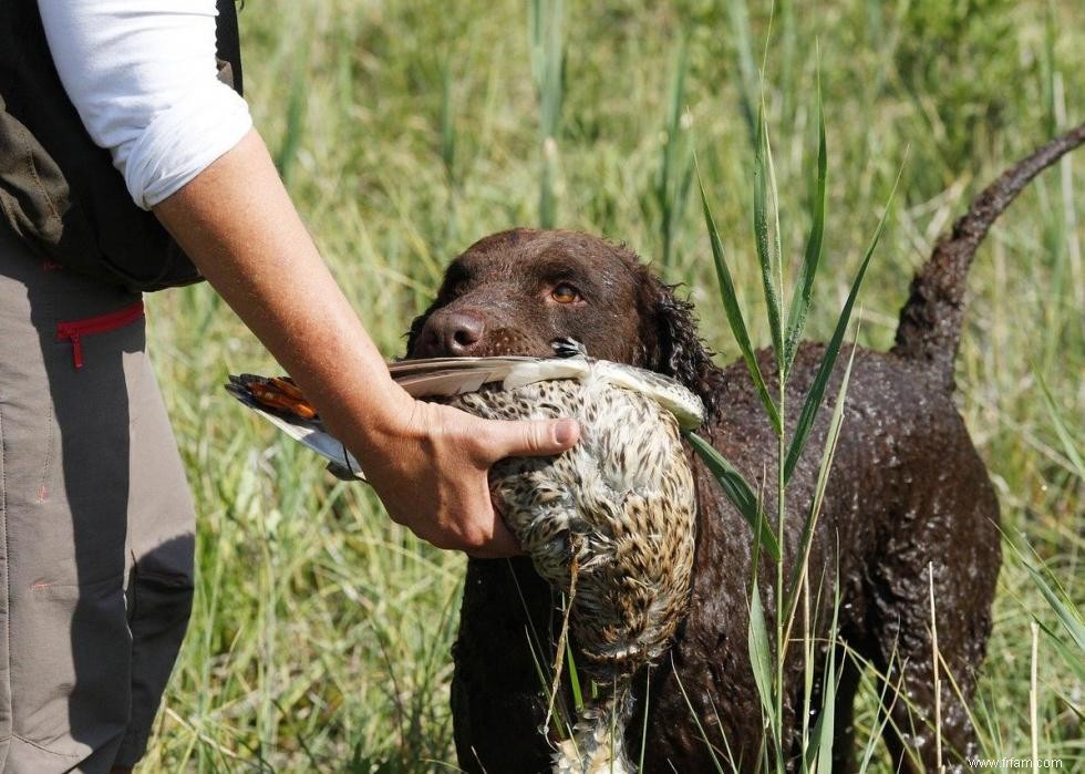 Meilleures races de chiens pour la chasse 