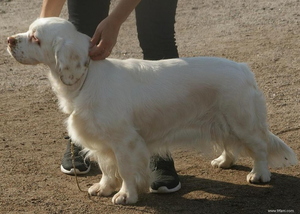 Meilleures races de chiens pour la chasse 