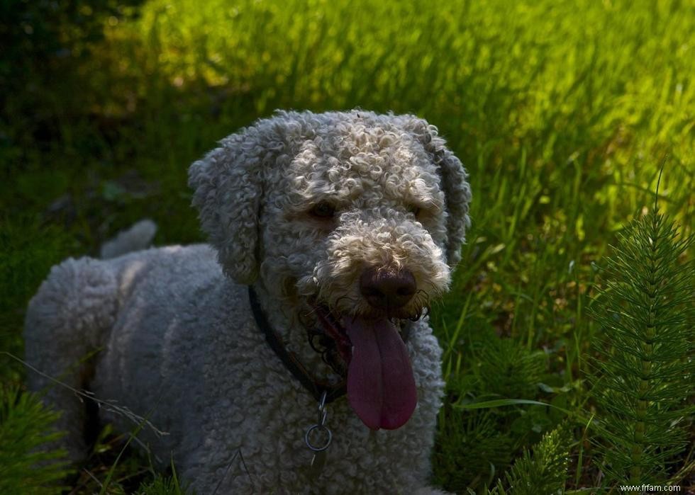 Meilleures races de chiens pour la chasse 