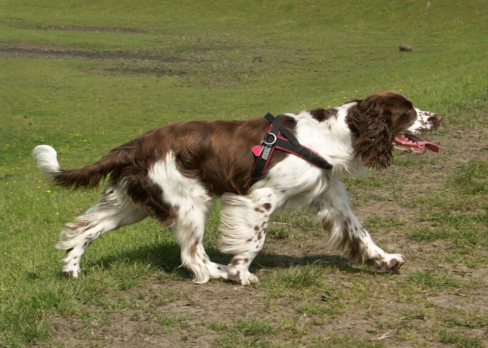 Meilleures races de chiens pour la chasse 