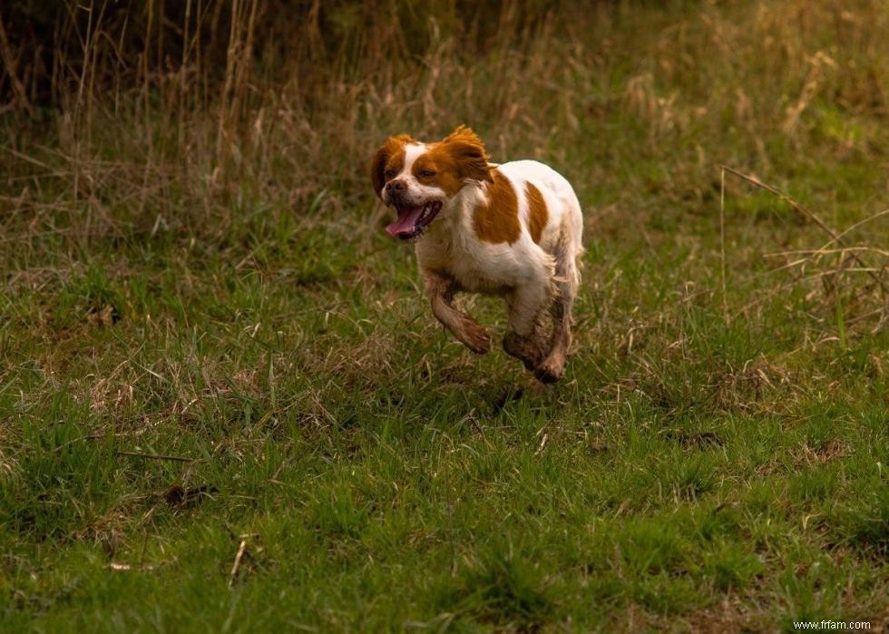 Meilleures races de chiens pour la chasse 