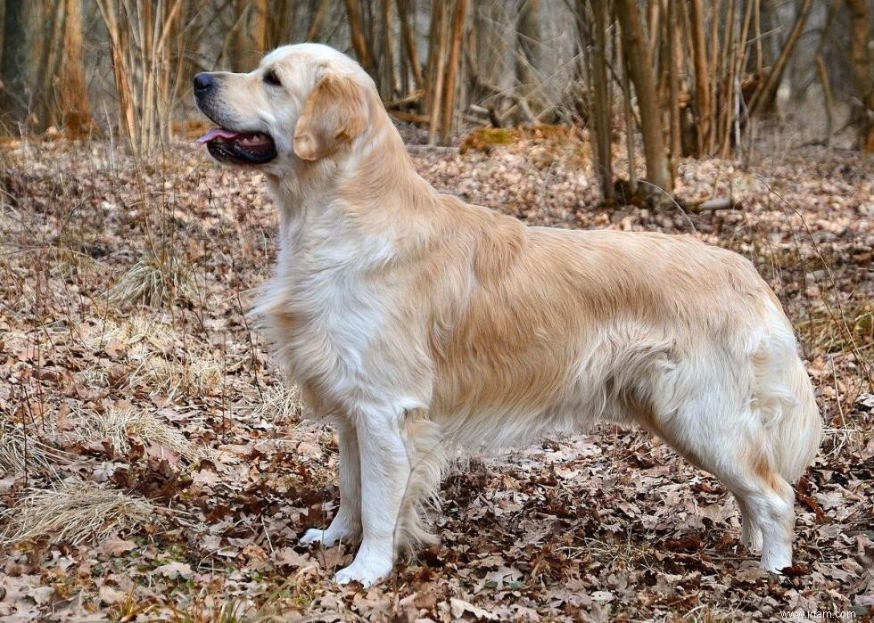 Meilleures races de chiens pour la chasse 