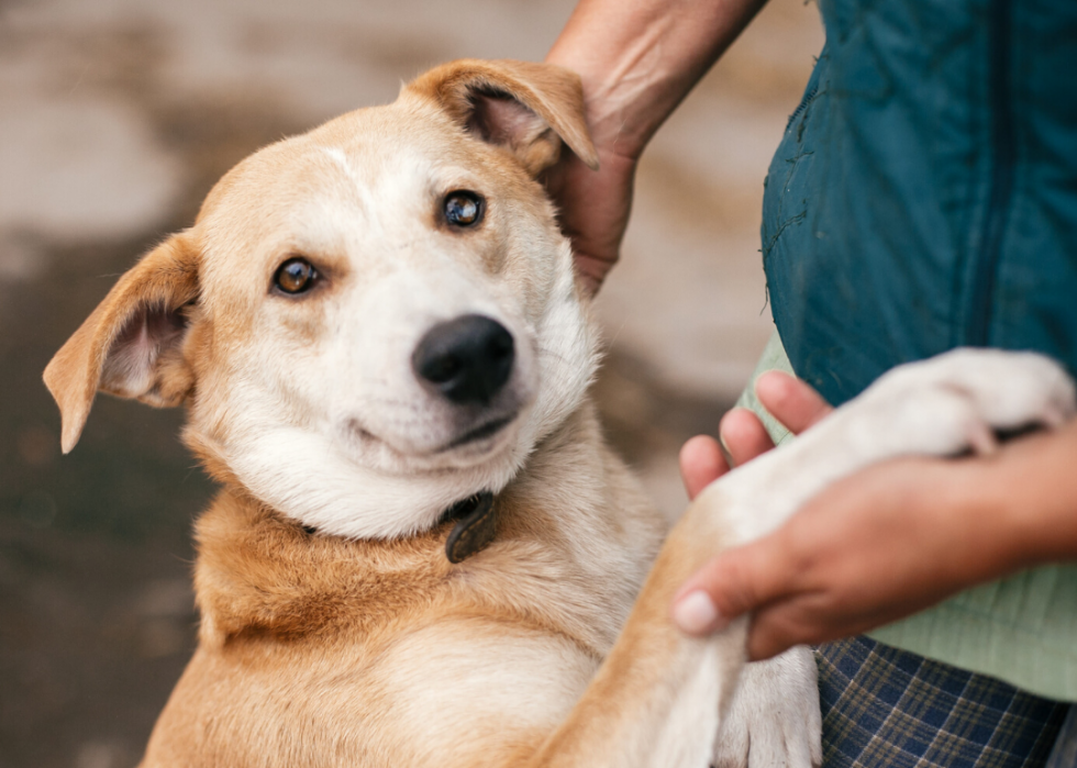 Les refuges pour animaux qui accueillent le plus de chiens et de chats dans tous les États 