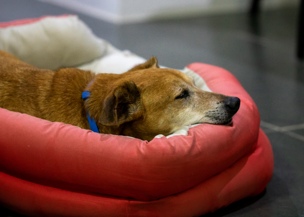 Les refuges pour animaux qui accueillent le plus de chiens et de chats dans tous les États 