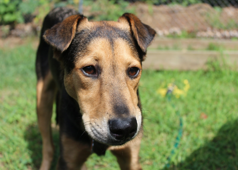 Les refuges pour animaux qui accueillent le plus de chiens et de chats dans tous les États 