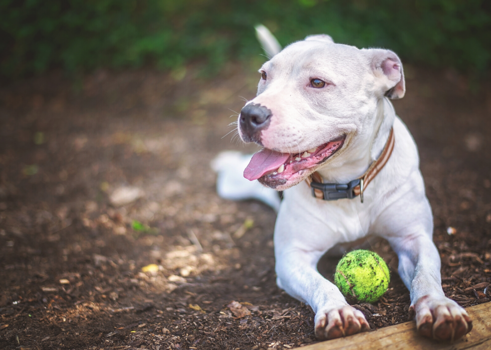 Les refuges pour animaux qui accueillent le plus de chiens et de chats dans tous les États 