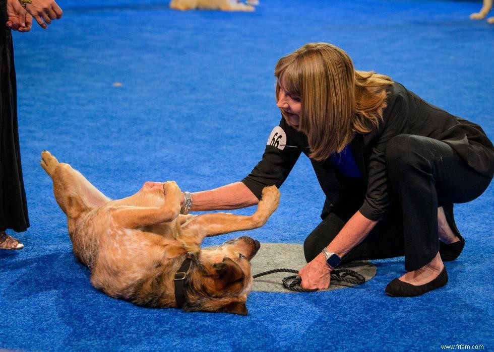 Concurrents de l American Rescue Dog Show 2020 