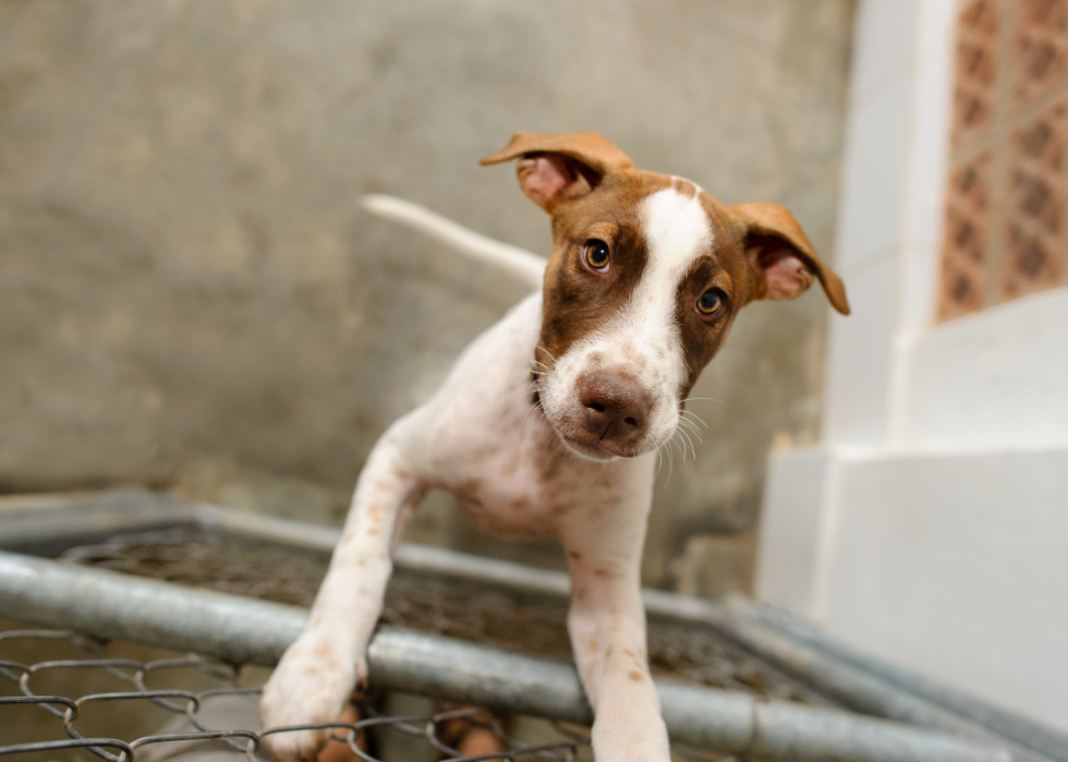 Les refuges pour animaux qui accueillent le plus de chiens et de chats dans tous les États 