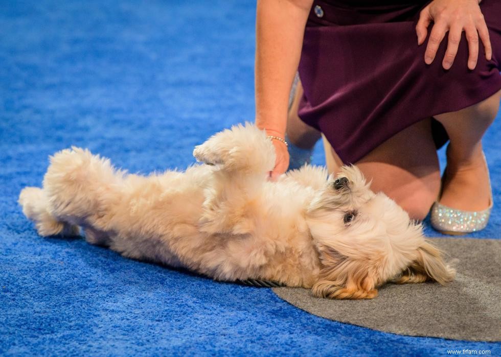 Concurrents de l American Rescue Dog Show 2020 