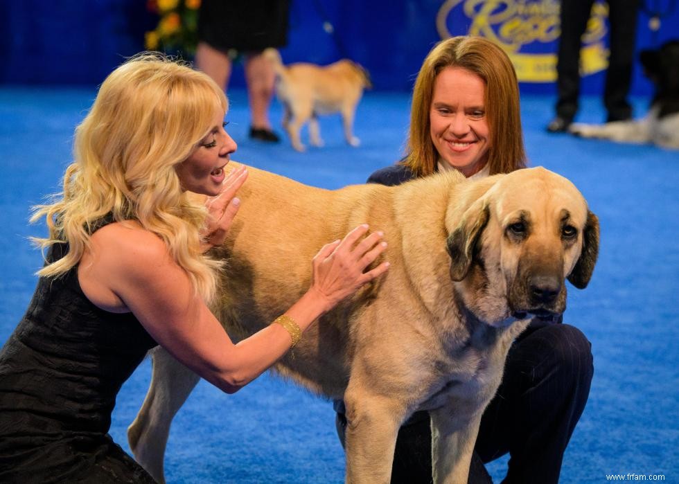 Concurrents de l American Rescue Dog Show 2020 