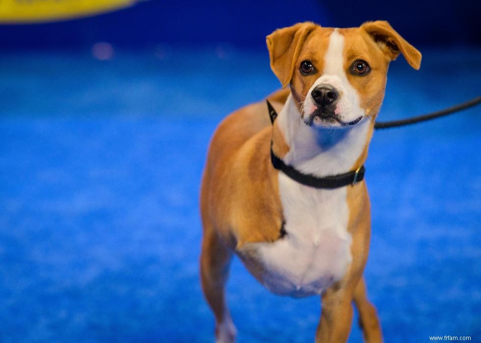 Concurrents de l American Rescue Dog Show 2020 