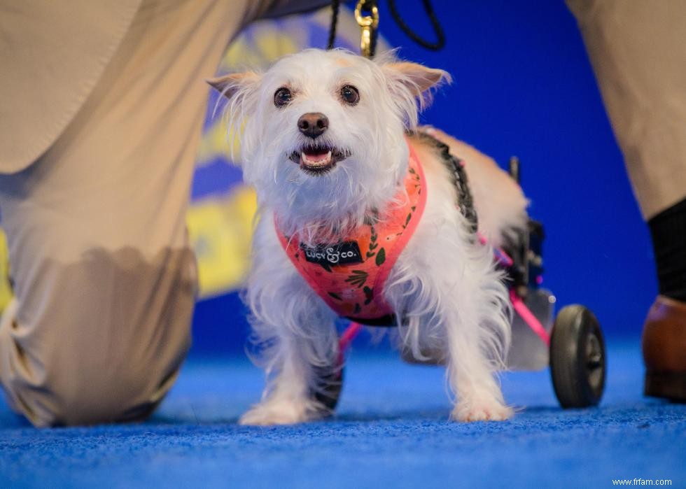 Concurrents de l American Rescue Dog Show 2020 