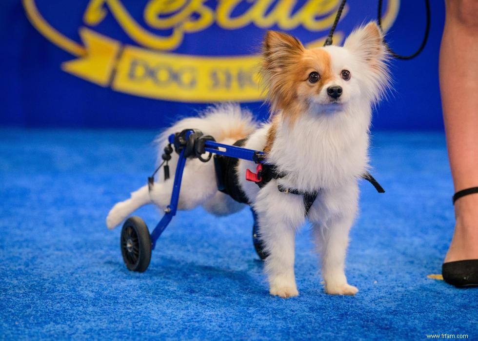 Concurrents de l American Rescue Dog Show 2020 