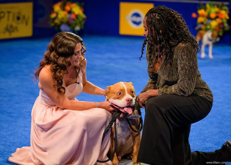 Concurrents de l American Rescue Dog Show 2020 