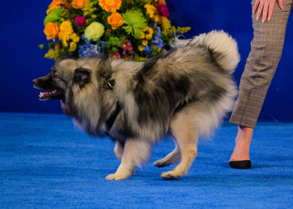 Concurrents de l American Rescue Dog Show 2020 