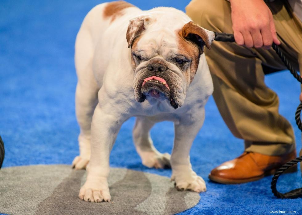 Concurrents de l American Rescue Dog Show 2020 