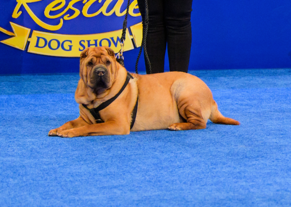 Concurrents de l American Rescue Dog Show 2020 