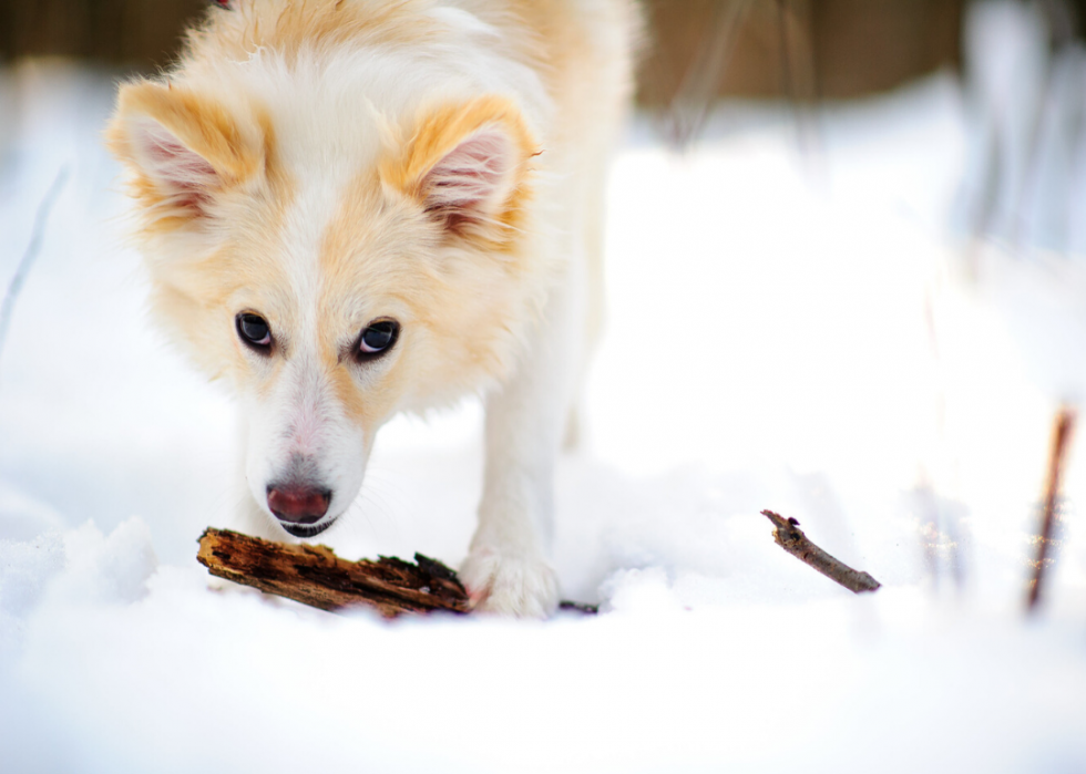 Les races de chiens les plus populaires qui conviennent aux familles 