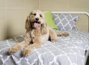 Des spas luxueux rien que pour votre chien 