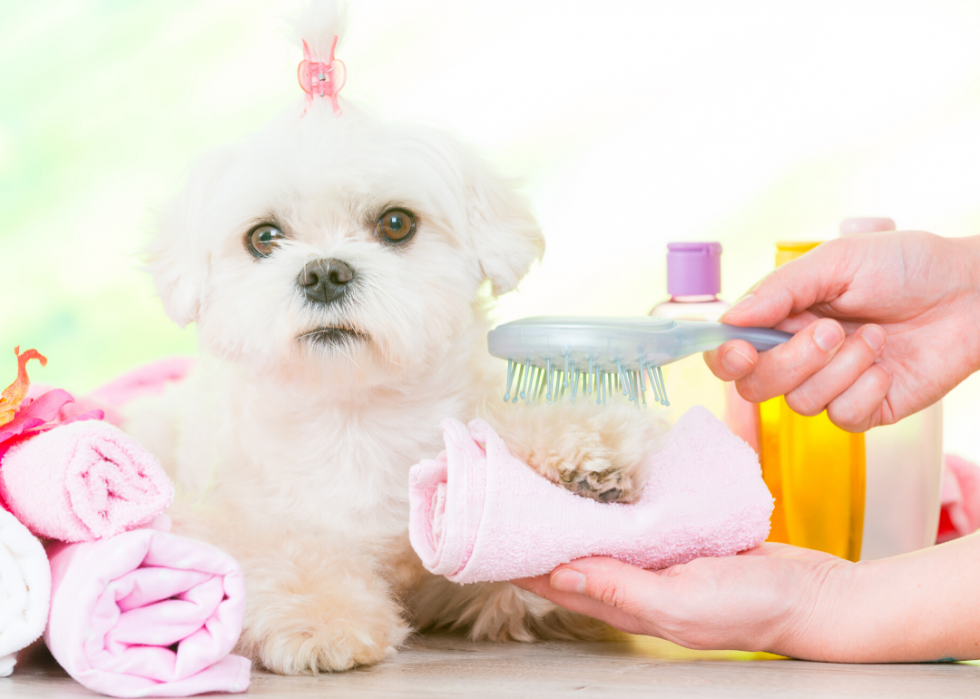 Des spas luxueux rien que pour votre chien 