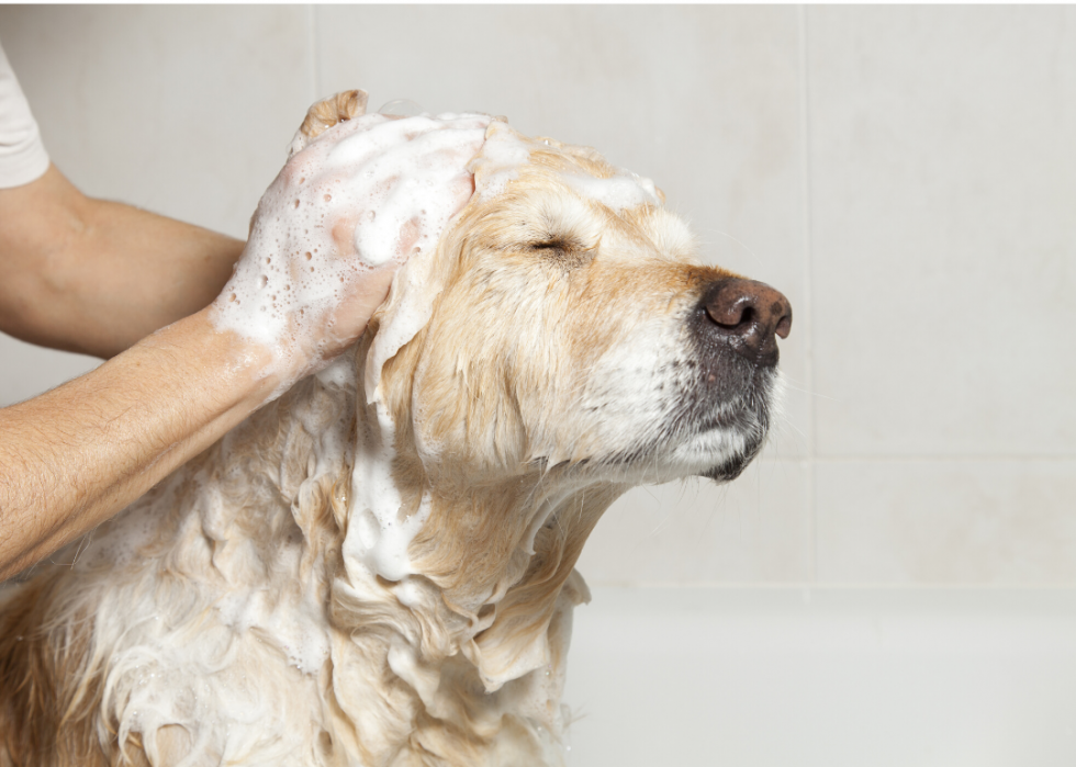 Des spas luxueux rien que pour votre chien 