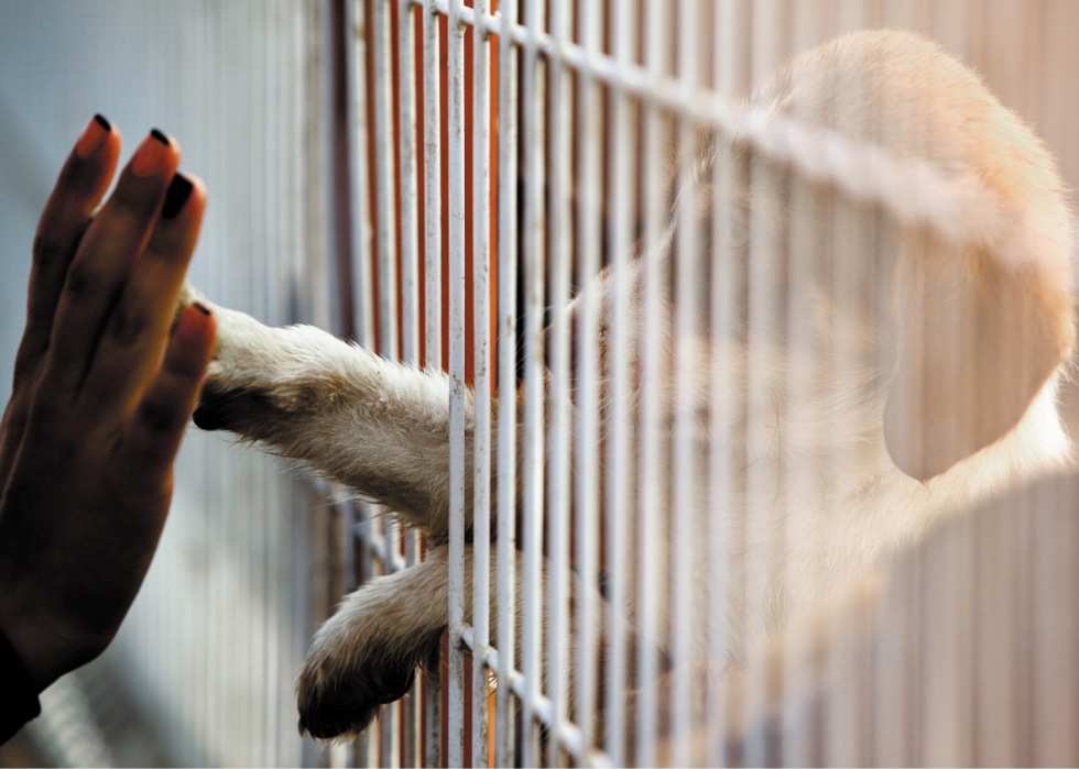 25 faits sur les refuges pour animaux en Amérique 