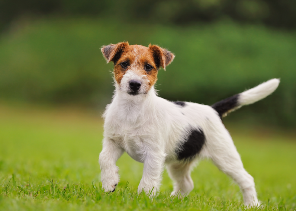 Animaux domestiques communs qui vivent le plus longtemps 