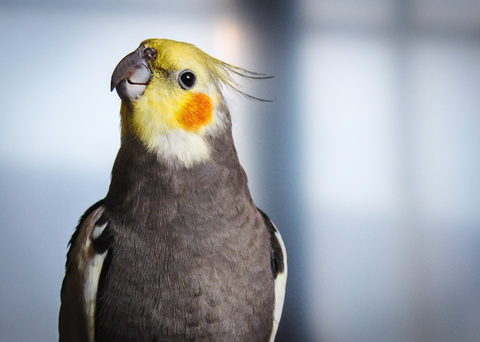 Animaux domestiques communs qui vivent le plus longtemps 