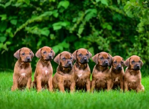 10 records du monde Guinness sur les chiens 