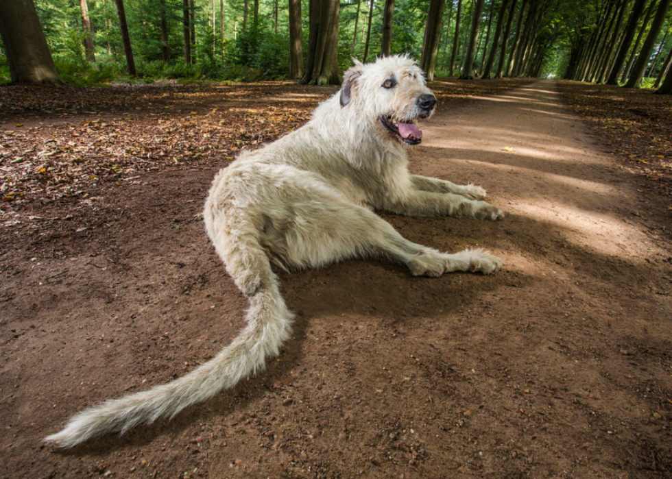 10 records du monde Guinness sur les chiens 