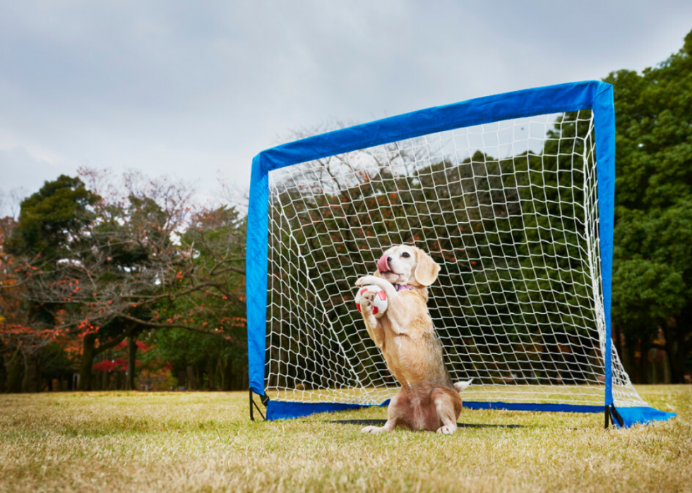 10 records du monde Guinness sur les chiens 