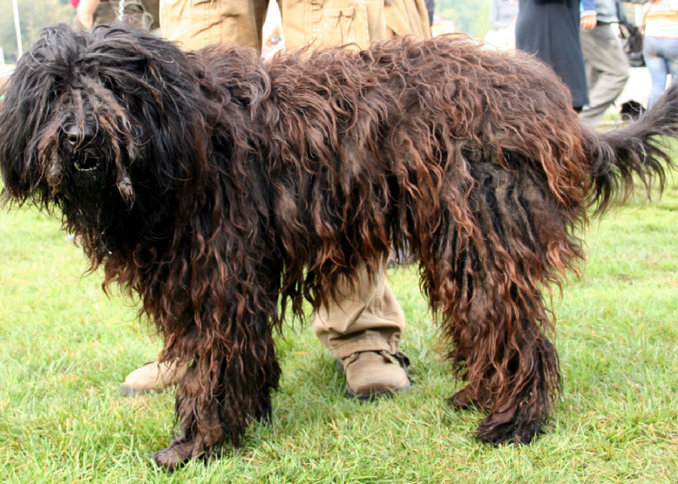 Les races de chiens les plus populaires qui gardent le silence 