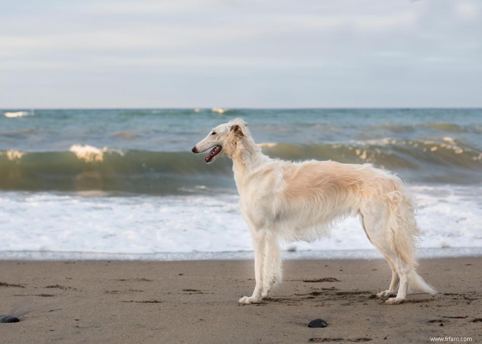 Les races de chiens les plus populaires qui gardent le silence 