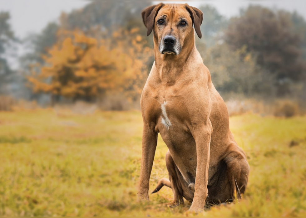 Les races de chiens les plus populaires qui gardent le silence 