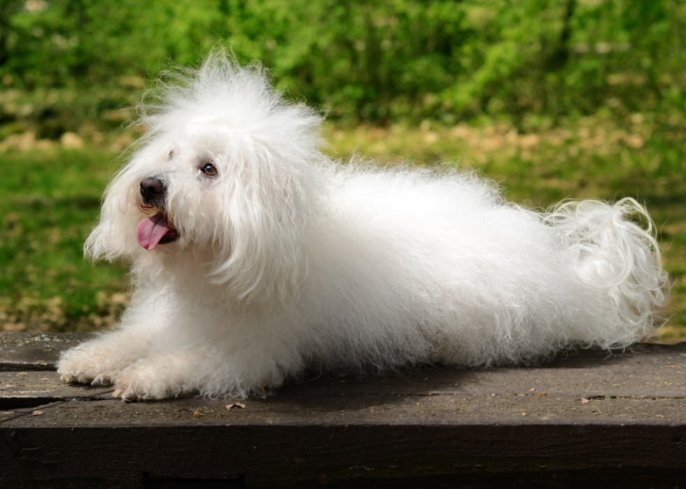 23 chiens qui ne vous feront pas éternuer 