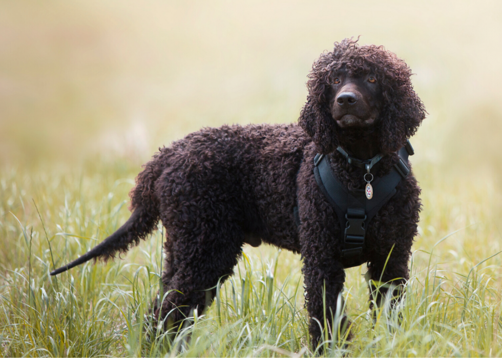 23 chiens qui ne vous feront pas éternuer 