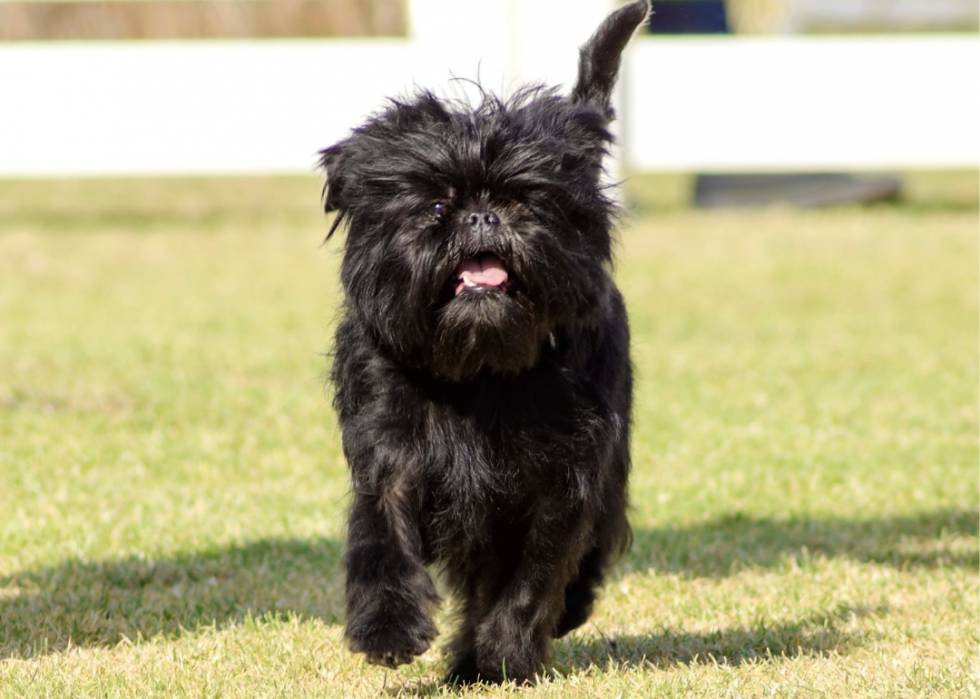 23 chiens qui ne vous feront pas éternuer 