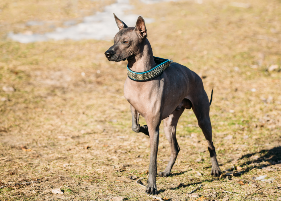 23 chiens qui ne vous feront pas éternuer 