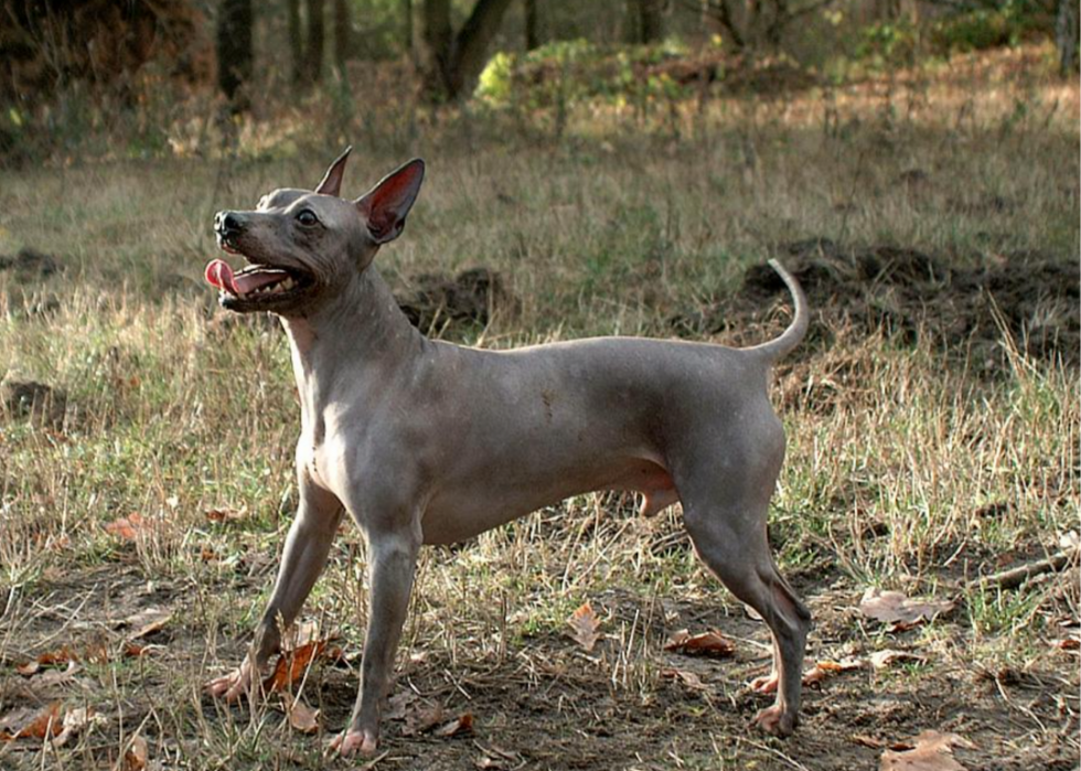 23 chiens qui ne vous feront pas éternuer 