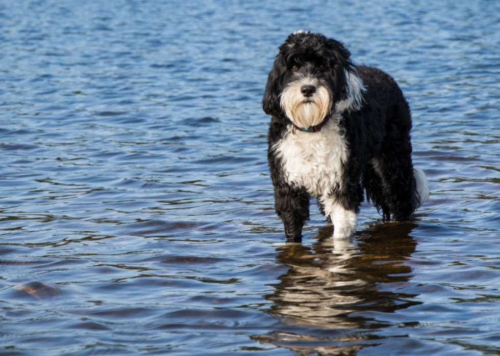 23 chiens qui ne vous feront pas éternuer 