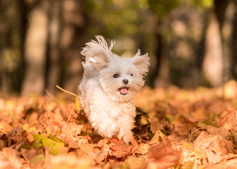 23 chiens qui ne vous feront pas éternuer 