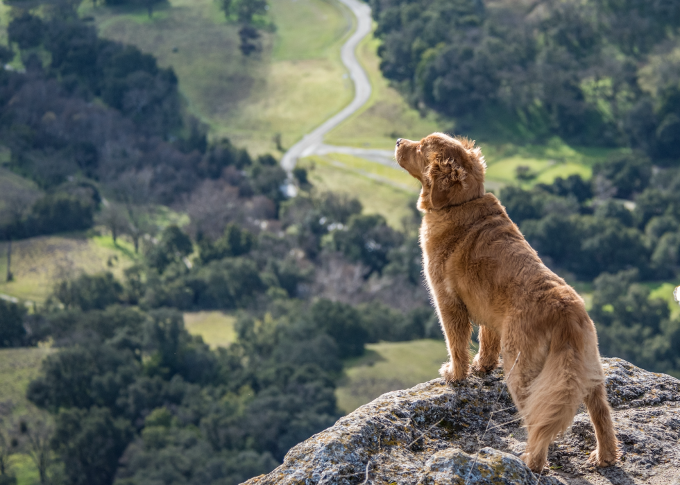 La plupart des villes acceptant les animaux domestiques en Amérique 