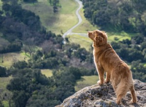 La plupart des villes acceptant les animaux domestiques en Amérique 