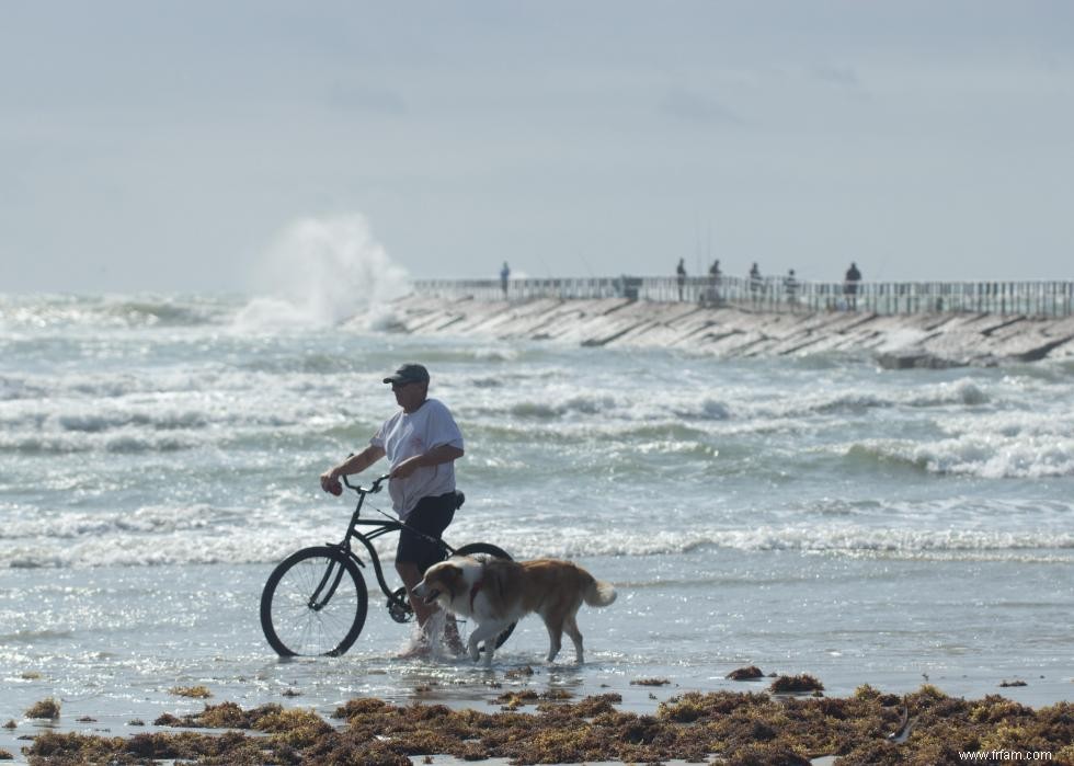 La plupart des villes acceptant les animaux domestiques en Amérique 