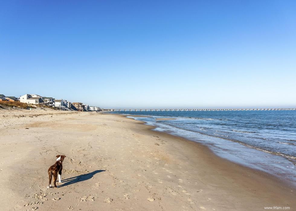 La plupart des villes acceptant les animaux domestiques en Amérique 